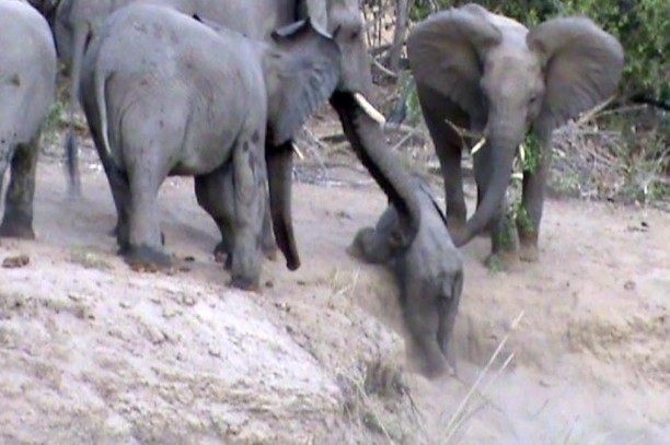 Clip: Đoàn kết như voi, cả đàn xúm lại giúp đỡ chú voi nhỏ leo dốc