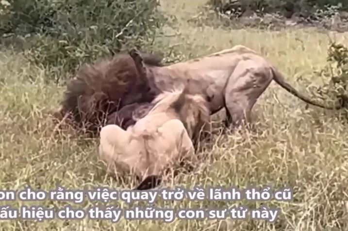 Hình ảnh bi thảm cuối đời của "vua sư tử" khi bị kẻ thù truy sát