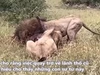 Hình ảnh bi thảm cuối đời của "vua sư tử" khi bị kẻ thù truy sát