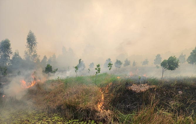 Vườn quốc gia Tràm Chim bất ngờ cháy lớn