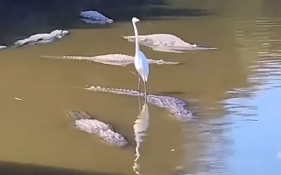 Clip: Cò liều lĩnh đứng trên lưng cá sấu và cái kết ai cũng 'sốc'
