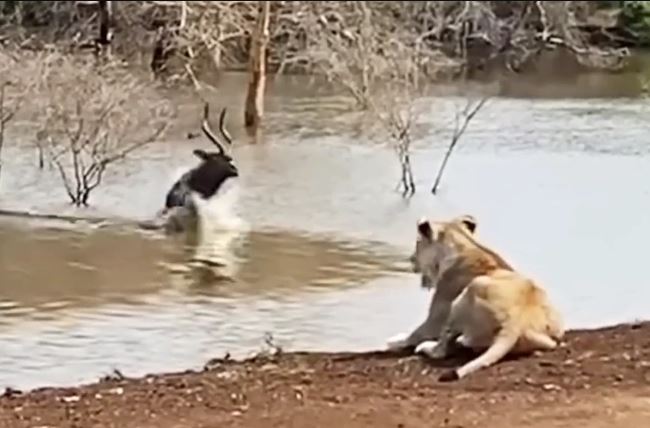 Clip: Linh dương bị cả cá sấu lẫn sư tử săn đuổi và cái kết gây bất ngờ
