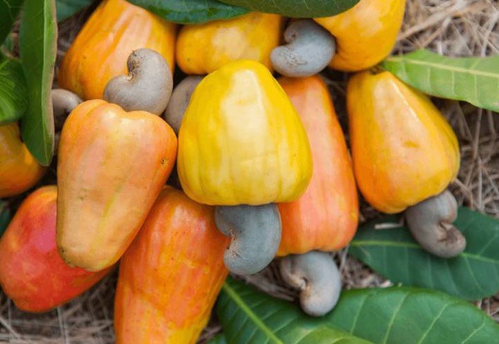 Không phải hạt điều, đây mới là bộ phận trên cây điều giàu vitamin C, tốt cho sức khỏe