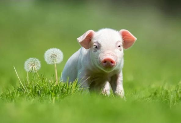 Bắt đầu từ ngày 24/6, con giáp sẽ được Thần Tài phù hộ, tiền bạc trong túi dồi dào gấp đôi