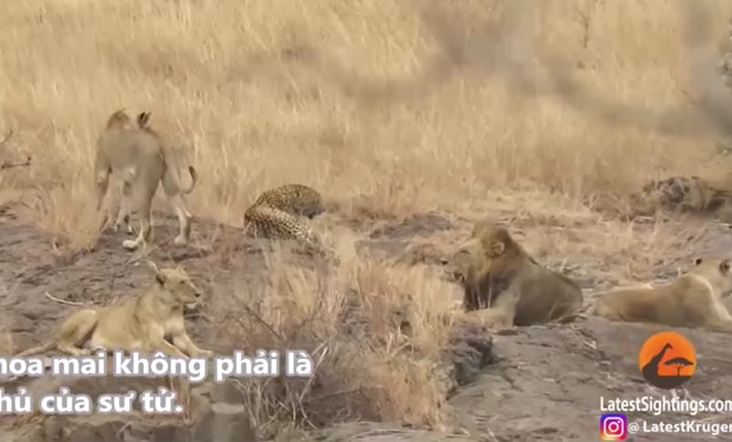 Clip: Báo hoa mai lọt vào "ổ mai phục" của bầy sư tử và cái kết "gây sốc'