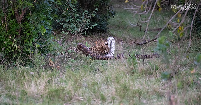 Sinh vật bí ẩn dưới bãi cỏ thì ra là một con trăn đá châu Phi khổng lồ.