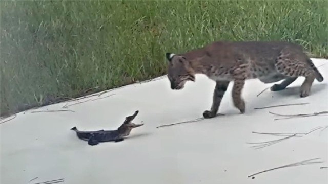 Miếng mồi ưa thích của linh miêu đuôi cộc là những sinh vật có kích thước nhỏ bé. Miếng mồi ưa thích của linh miêu đuôi cộc là những sinh vật có kích thước nhỏ bé.