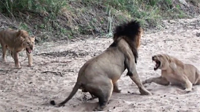 Nếu sư tử đực không được nhường ăn trước miếng ngon, nó sẽ dễ bị "nổi điên" và gây nên những trận chiến trong đàn.