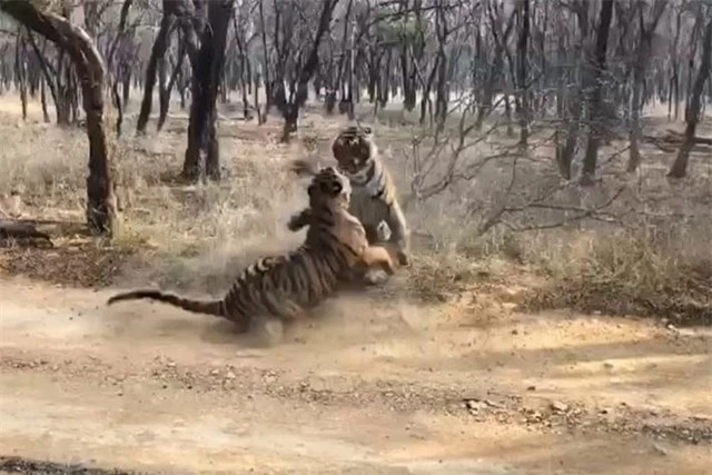 Chỉ còn rất ít cá thể hổ Bengal còn xót lại trên Trái đất.