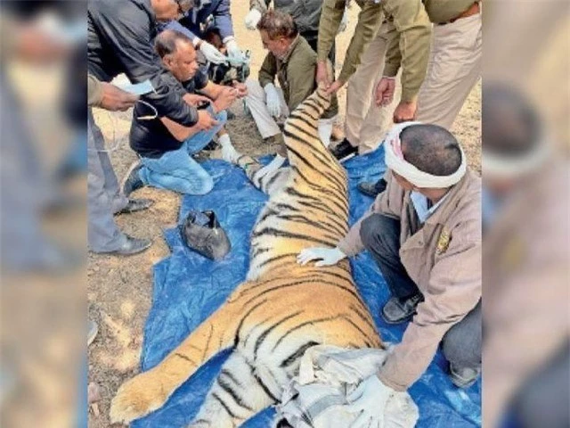 Con hổ bị thương sau đó đã được các nhân viên y tế chăm sóc