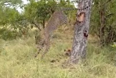 Clip: Báo hoa mai liều lĩnh nhảy khỏi cây để chạy trốn bầy linh cẩu