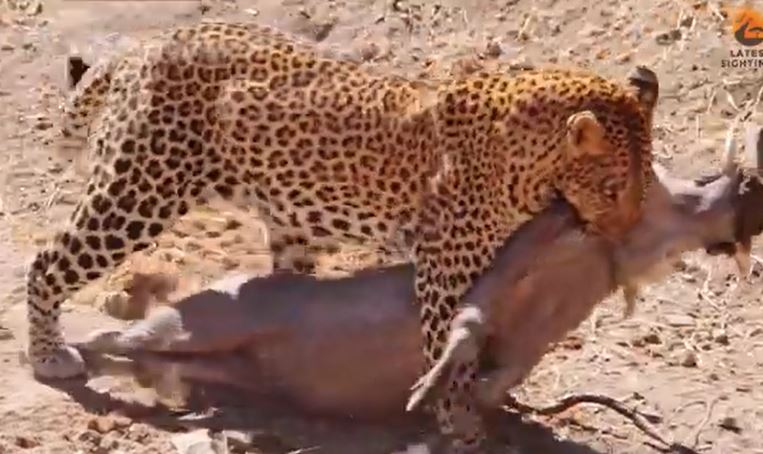 Clip: Báo hoa mai 'phục kích', tóm gọn lợn rừng trong vòng '1 nốt nhạc'