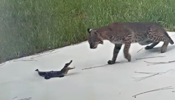 Clip: Hung dữ tấn công, con cá sấu bị linh miêu "vả" không trượt phát nào