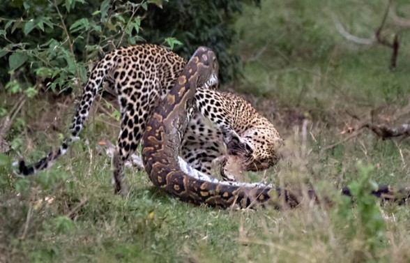 Clip: Báo hoa mai suýt bỏ mạng vì chọn trăn đá châu Phi khổng lồ làm con mồi đi săn