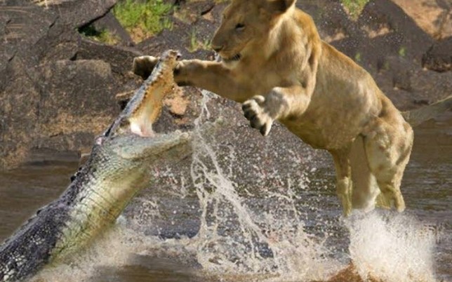 Clip: Đói quá hóa liều, sư tử một mình lao vào cướp con mồi của con cá sấu chúa