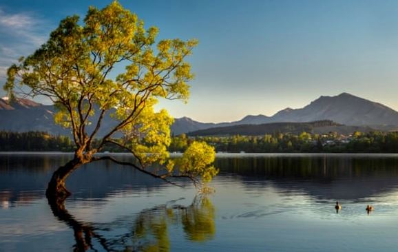 Độc lạ cây đại thụ "hai chân" như sải bước trên cánh đồng, cao bằng nhà 7 tầng