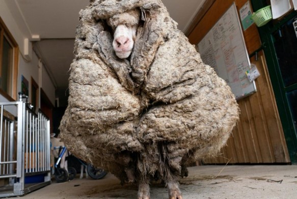 Clip: Màn lột xác đáng kinh ngạc của chú cừu hoang dã sau khi được giải cứu khỏi bộ lông nặng hơn 35 kg