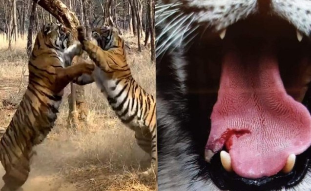 Clip: Trận so tài tranh chấp lãnh thổ kịch tính đến nghẹt thở giữa hai con hổ Bengal quý hiếm