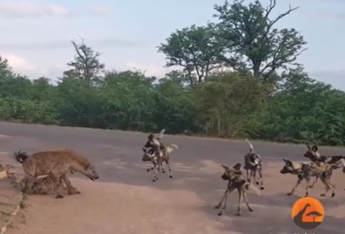 Linh cẩu mẹ chống lại bầy chó rừng để bảo vệ con và cái kết khó ai ngờ