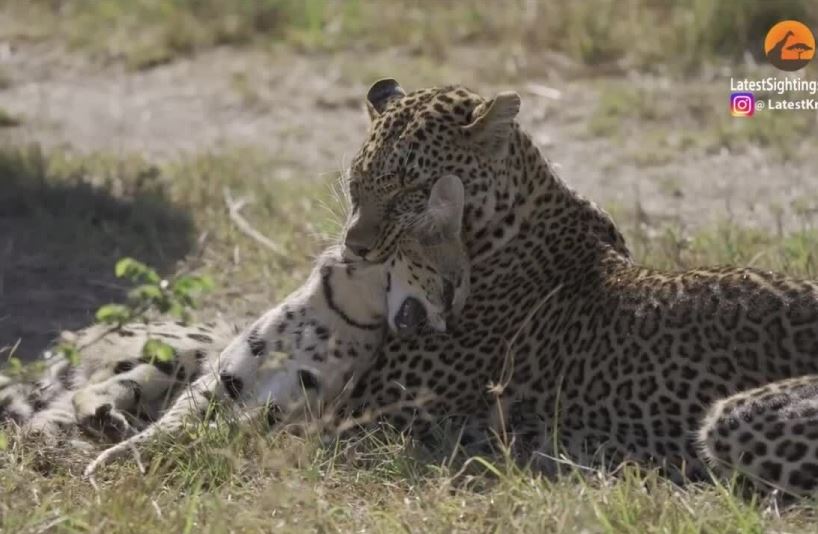Linh miêu đồng cỏ vùng vẫy tuyệt vọng tìm đường sống giữa hàm báo hoa mai