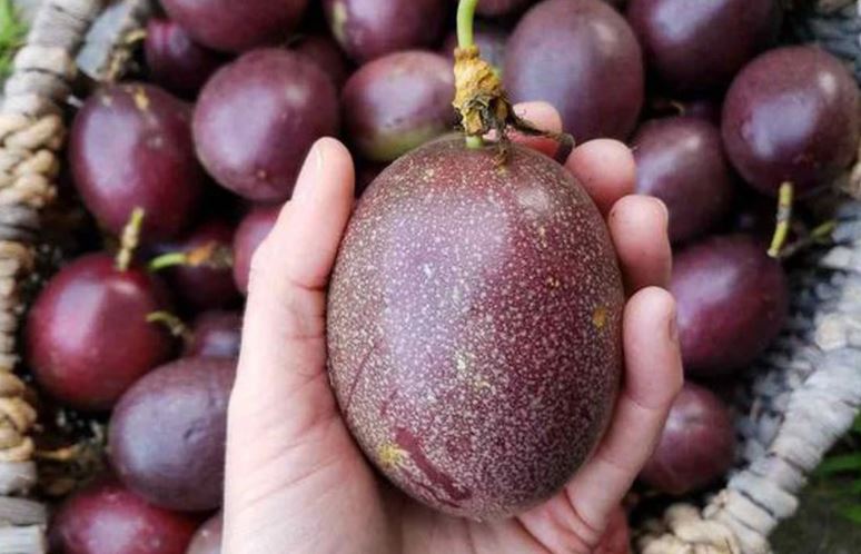 Loại quả giá rẻ là kẻ thù của tiểu đường, ung thư và tốt cho tim mạch