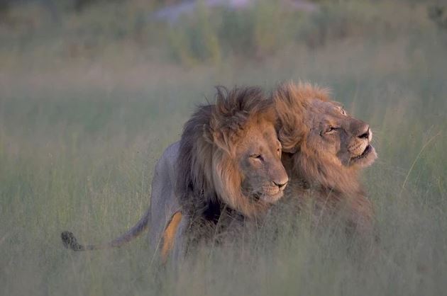 Nghi ngờ sư tử đồng tính trước cảnh hai con đực âu yếm nhau