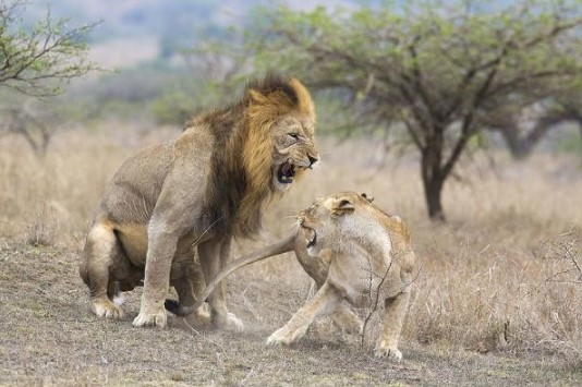 Clip: Ngứa mắt trước bầy sư tử cái ăn uống không có phép tắc, sư tử đực đầu đàn ra tay "dạy dỗ"