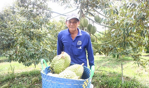 Gắn kết nông dân với doanh nghiệp để trồng 'cây tiền tỷ' phát triển bền vững
