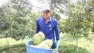 Gắn kết nông dân với doanh nghiệp để trồng 'cây tiền tỷ' phát triển bền vững