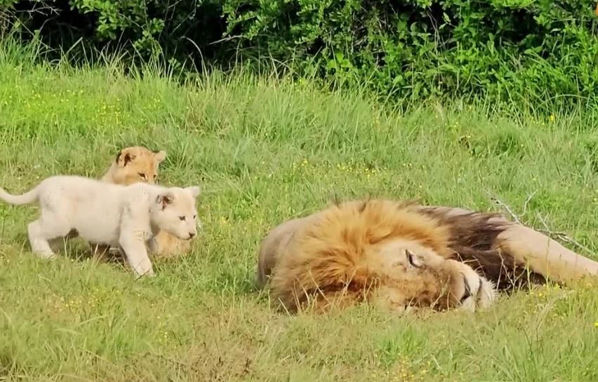 Clip: Sư tử cha nổi đóa vì đàn con nghịch ngợm phá vỡ giấc ngủ 