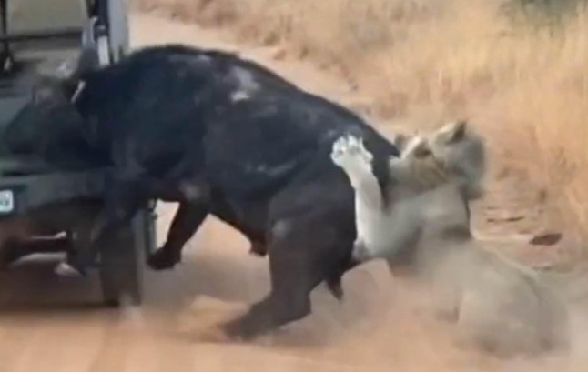 Clip: Bị đàn sư tử săn đuổi, con trâu hoảng loạn húc tung xe của khách du lịch