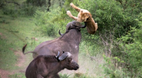 Clip: Mãi là huynh đệ tốt, trâu rừng không màng nguy hiểm, húc văng con sư tử lên không trung giải cứu bạn mình