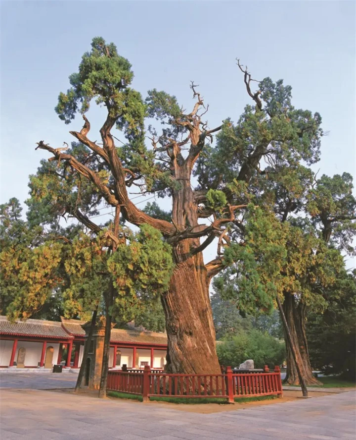 Độ tuổi của cây bách Hiên Viên sánh ngang với chiều dài lịch sử Trung Quốc. (Ảnh: Sohu)