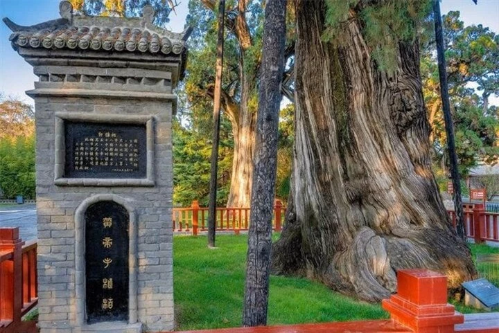 Cây bách được cho là do Hiên Viên Hoàng Đế trồng cách đây hơn 5.000 năm. (Ảnh: Baidu)