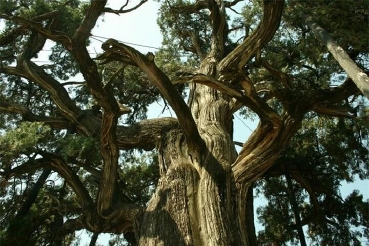 Chức năng của cây có phần bị suy giảm do quá trình lão hóa sau 5.000 năm. (Ảnh: Baidu)