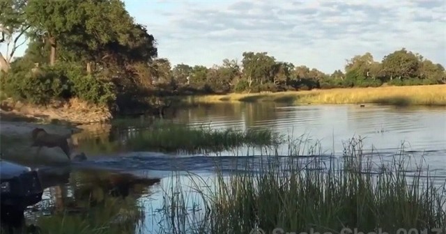 Sư tử chạy té khói sau khi may mắn thoát khỏi pha phục kích của cá sấu/ Sư tử chạy té khói sau khi may mắn thoát khỏi pha phục kích của cá sấu/