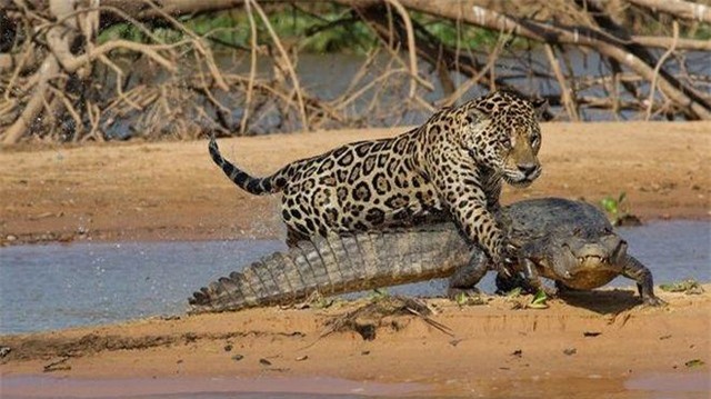 Áp sát đủ rồi báo đốm mới tung đòn tấn công. Áp sát đủ rồi báo đốm mới tung đòn tấn công.