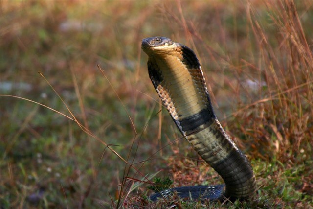 Thần thái uy nghi của rắn hổ mang chúa - Vua của các loài rắn.