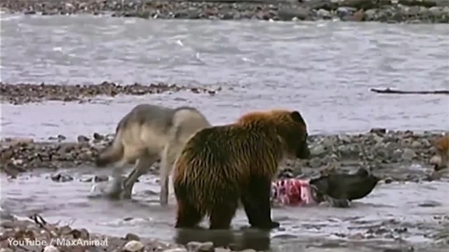 Phát hiện miếng mồi ngon, con gấu xám đói bất chấp đàn sói hung dữ tiến đến đòi chia phần.
