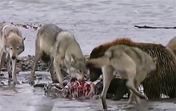 Sự kiên trì của nó đã được đền đáp xứng đáng.