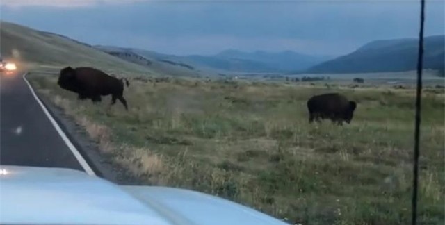 Rất may cuộc chiến chớp nhoáng giữa hai con bò đực đã không xảy ra thương tích. Rất may cuộc chiến chớp nhoáng giữa hai con bò đực đã không xảy ra thương tích.