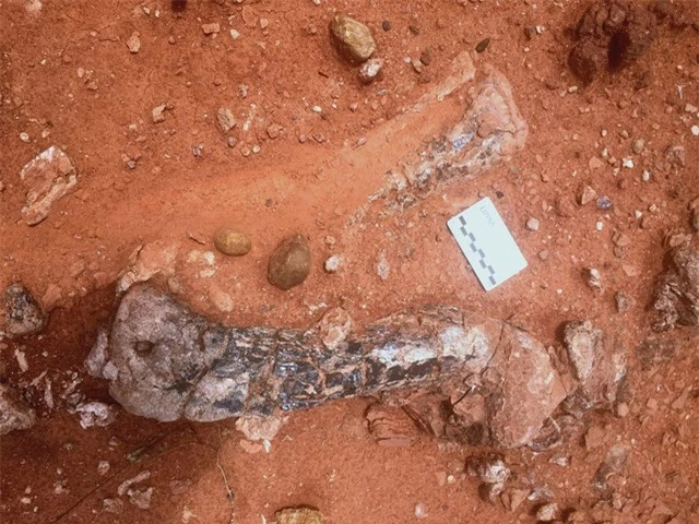 Gã khổng lồ kỷ Tam Điệp: Bất ngờ từ xương quái thú 210 triệu tuổi- Ảnh 1.