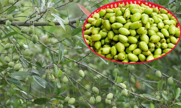 Loại quả xưa mọc dại chẳng ai ngó ngàng nay thành đặc sản giá tới 170.000 đồng/kg, giải độc rượu, chữa ho cực tốt