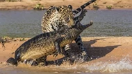Clip: Chiến thuật săn mồi chuẩn xác như trong sách giáo khoa, báo đốm chỉ dùng một chiêu hạ gục cá sấu caiman