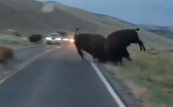Clip: Tranh giành con cái, bò rừng bison húc nhau chí tử giữa đường cao tốc