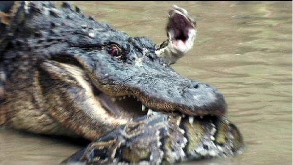 Clip: Trận chiến căng não giữa hai "kỳ phùng địch thủ" trăn khổng lồ và cá sấu