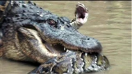 Clip: Trận chiến căng não giữa hai "kỳ phùng địch thủ" trăn khổng lồ và cá sấu