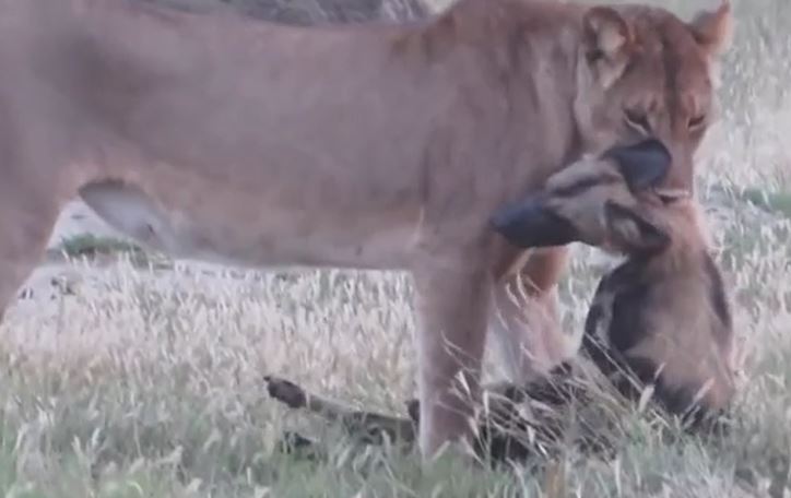 Clip: Chó hoang châu Phi giả chết để thoát khỏi hàm sư tử