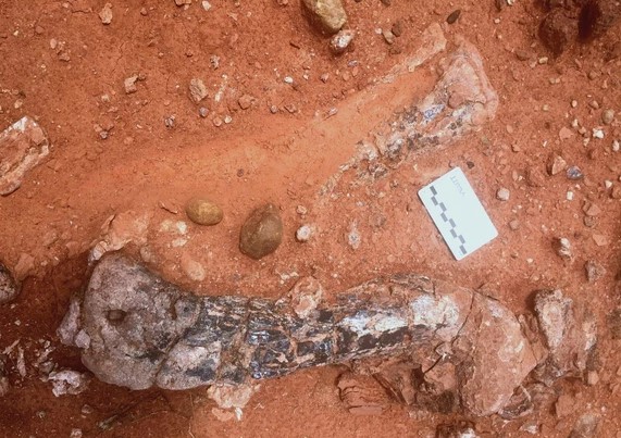 Gã khổng lồ kỷ Tam Điệp: Bất ngờ từ xương quái thú 210 triệu tuổi