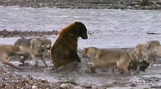 Clip: Gấu xám tử chiến với đàn sói 4 con chỉ vì "chiếc bụng đói"